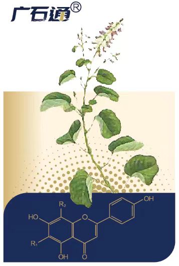 人福醫(yī)藥研發(fā)的廣金錢草總黃酮膠囊納入國家醫(yī)保目錄
